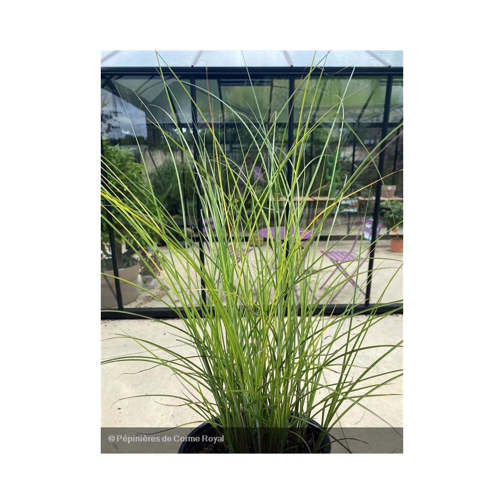 MISCANTHUS sinensis Kleine Fontane