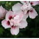 HIBISCUS syriacus Pinky spot