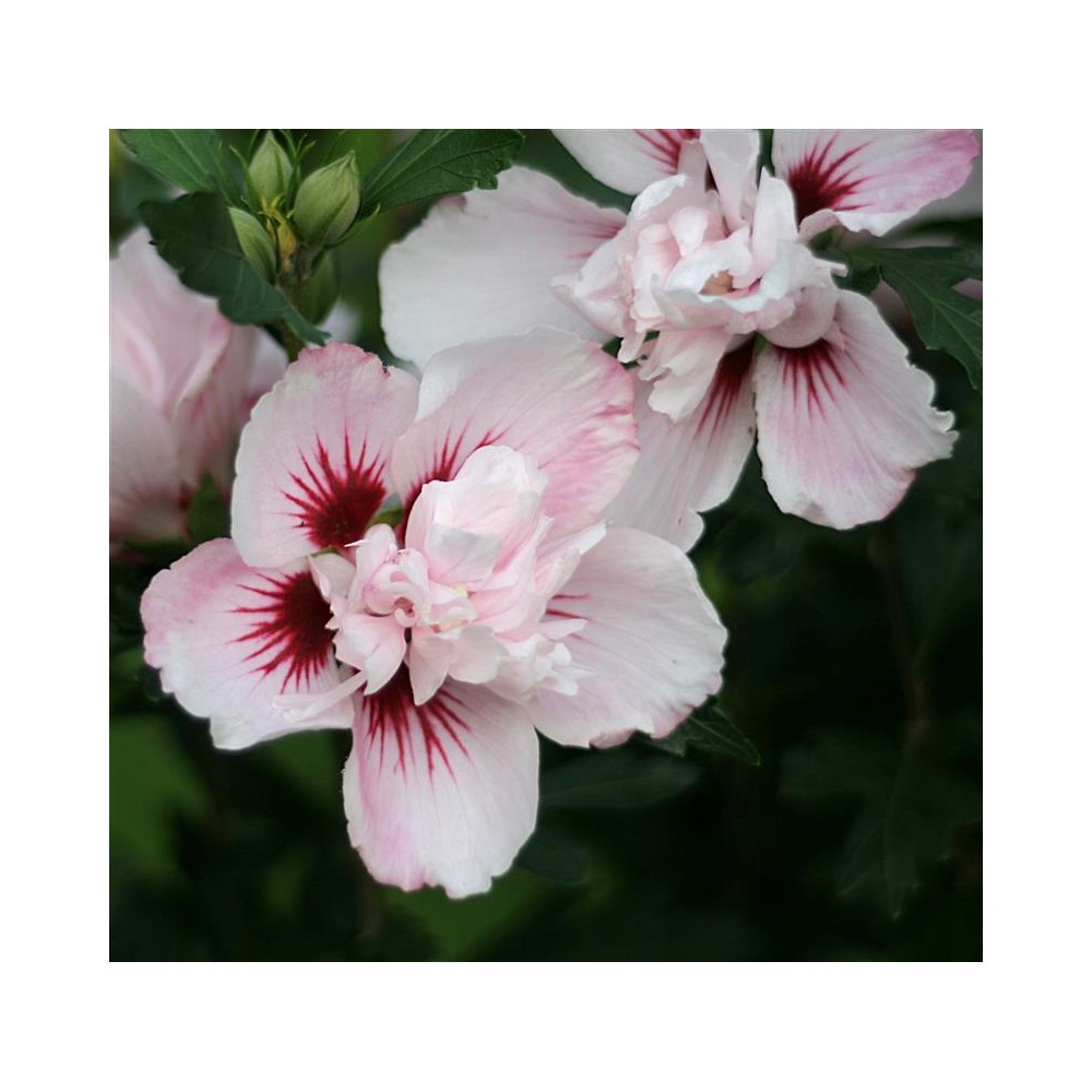 HIBISCUS syriacus Pinky spot