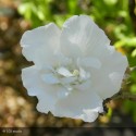 HIBISCUS syriacus White chiffon