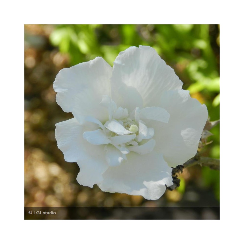 HIBISCUS syriacus White chiffon