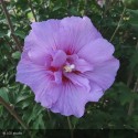 HIBISCUS syriacus Lavender chiffon