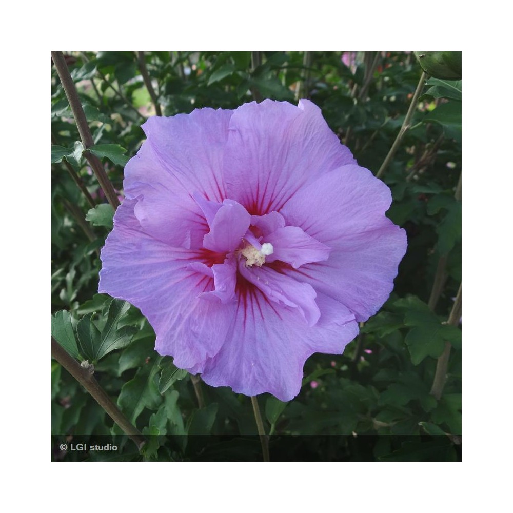 HIBISCUS syriacus Lavender chiffon