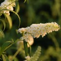 BUDDLEIA davidii Nanho white