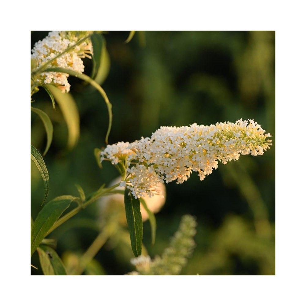 BUDDLEIA davidii Nanho white