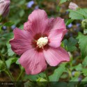 HIBISCUS syriacus Rose