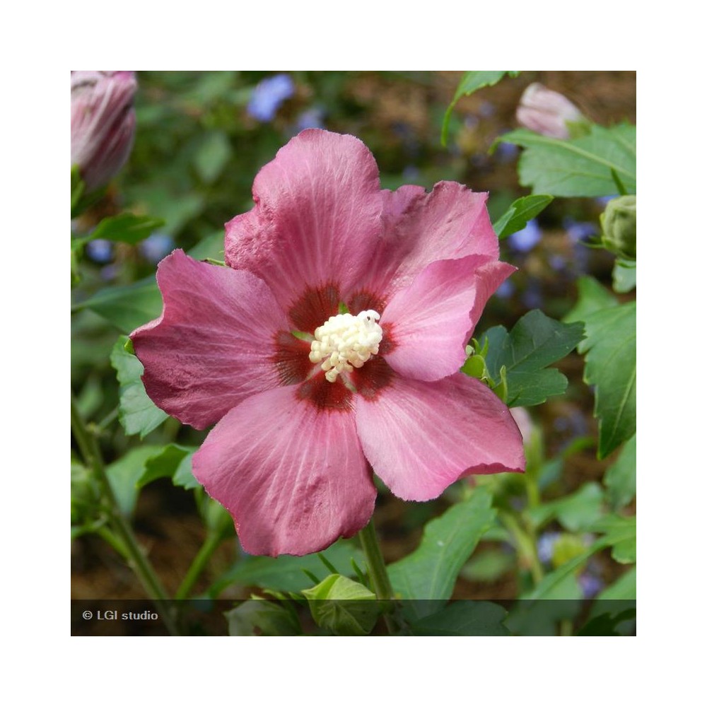 HIBISCUS syriacus Rose