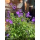 SALVIA microphylla So cool purple®