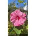 HIBISCUS moscheutos Planet solene