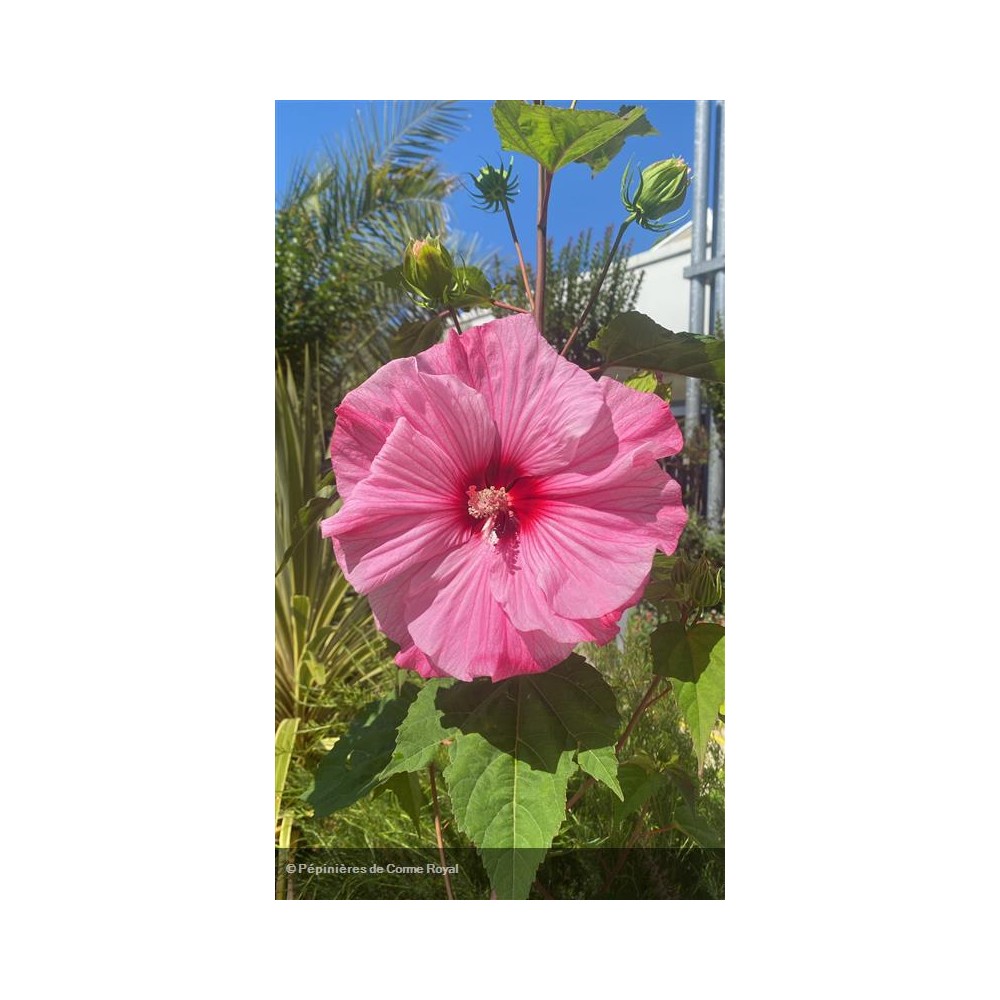 HIBISCUS moscheutos Planet solene