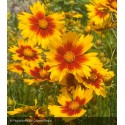 COREOPSIS Uptick® gold & bronze