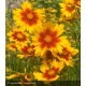 COREOPSIS Uptick® gold & bronze