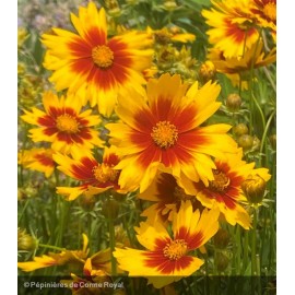 COREOPSIS Uptick® gold & bronze