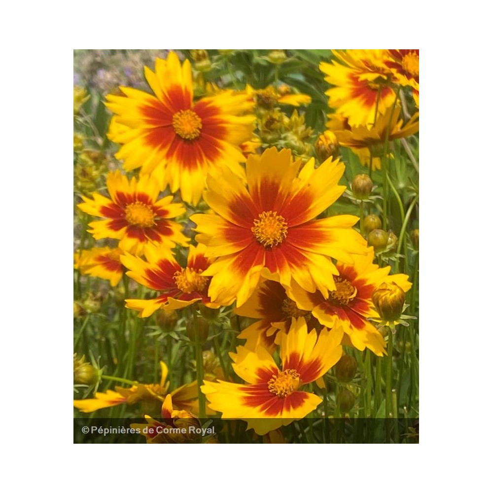 COREOPSIS Uptick® gold & bronze