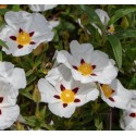 CISTUS x loretti