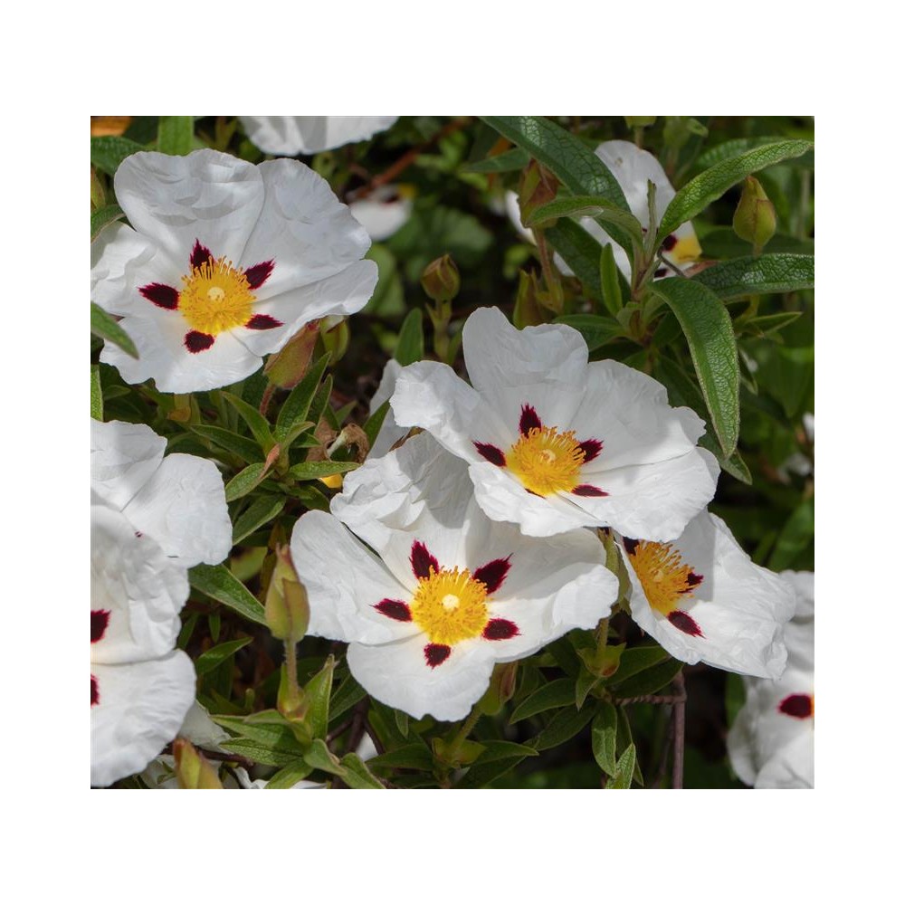 CISTUS x loretti