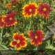 COREOPSIS Uptick® red