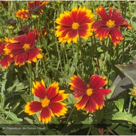 COREOPSIS Uptick® red