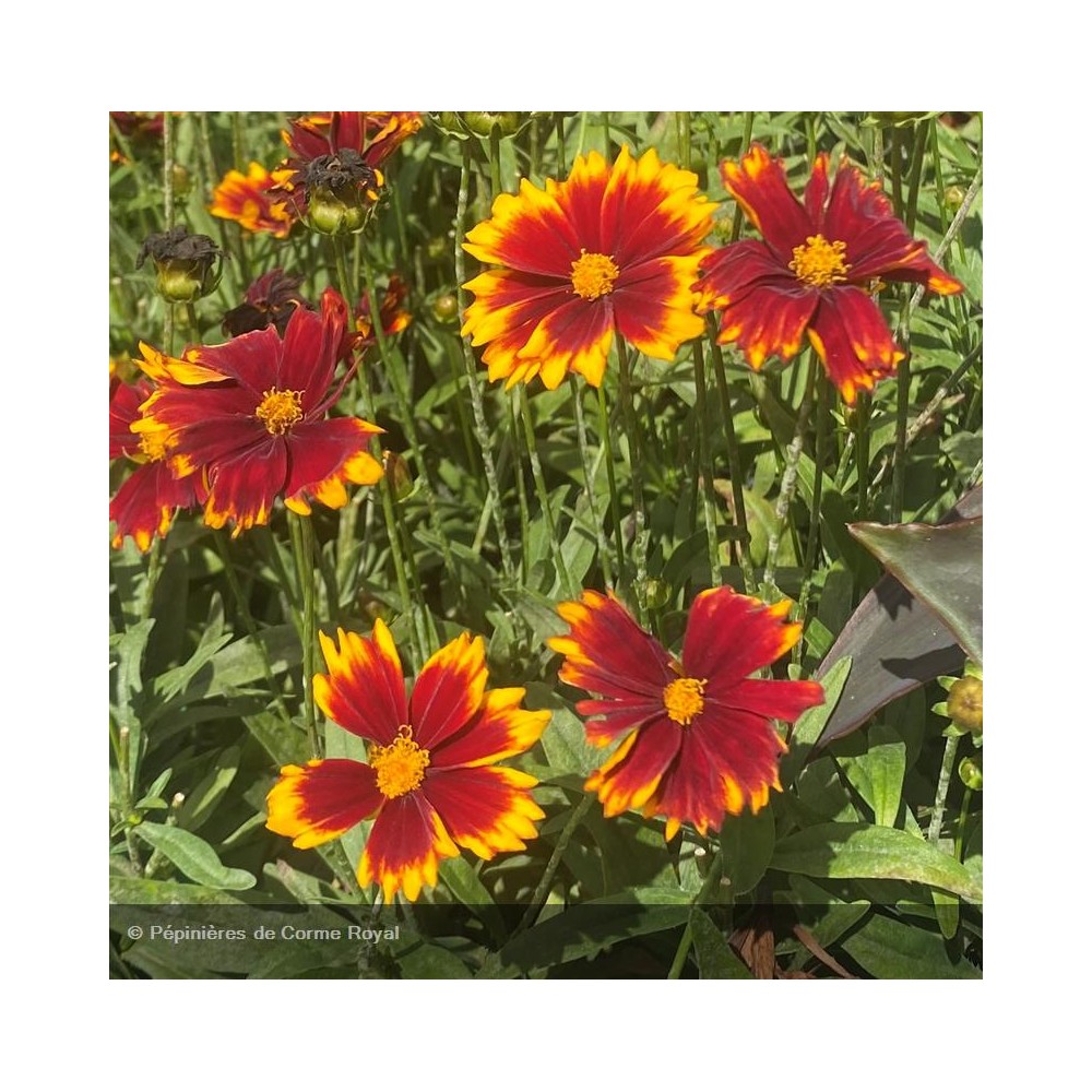 COREOPSIS Uptick® red