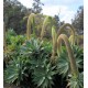 AGAVE attenuata