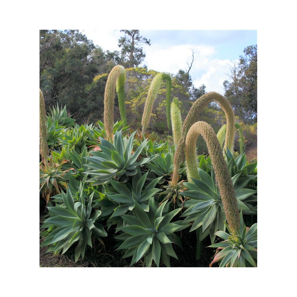 AGAVE attenuata