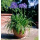 AGAPANTHUS x Pitchoune®blue