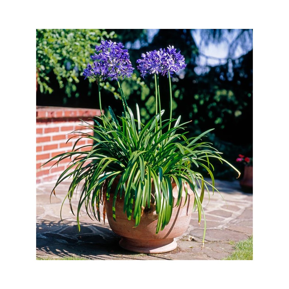 AGAPANTHUS x Pitchoune®blue