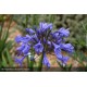 AGAPANTHUS x Tom Thumb®