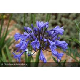 AGAPANTHUS x Tom Thumb®