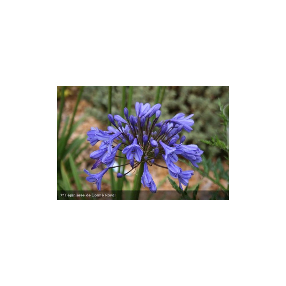 AGAPANTHUS x Tom Thumb®