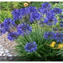 AGAPANTHUS Starry night