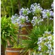 AGAPANTHUS Crystal Blue