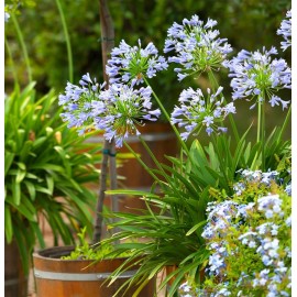 AGAPANTHUS Crystal Blue