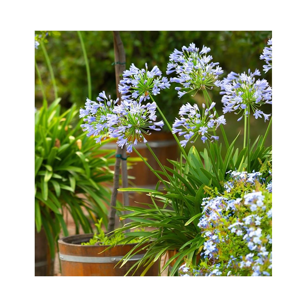 AGAPANTHUS Crystal Blue