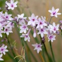 TULBAGHIA violacea Purple eye