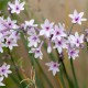 TULBAGHIA violacea Purple eye