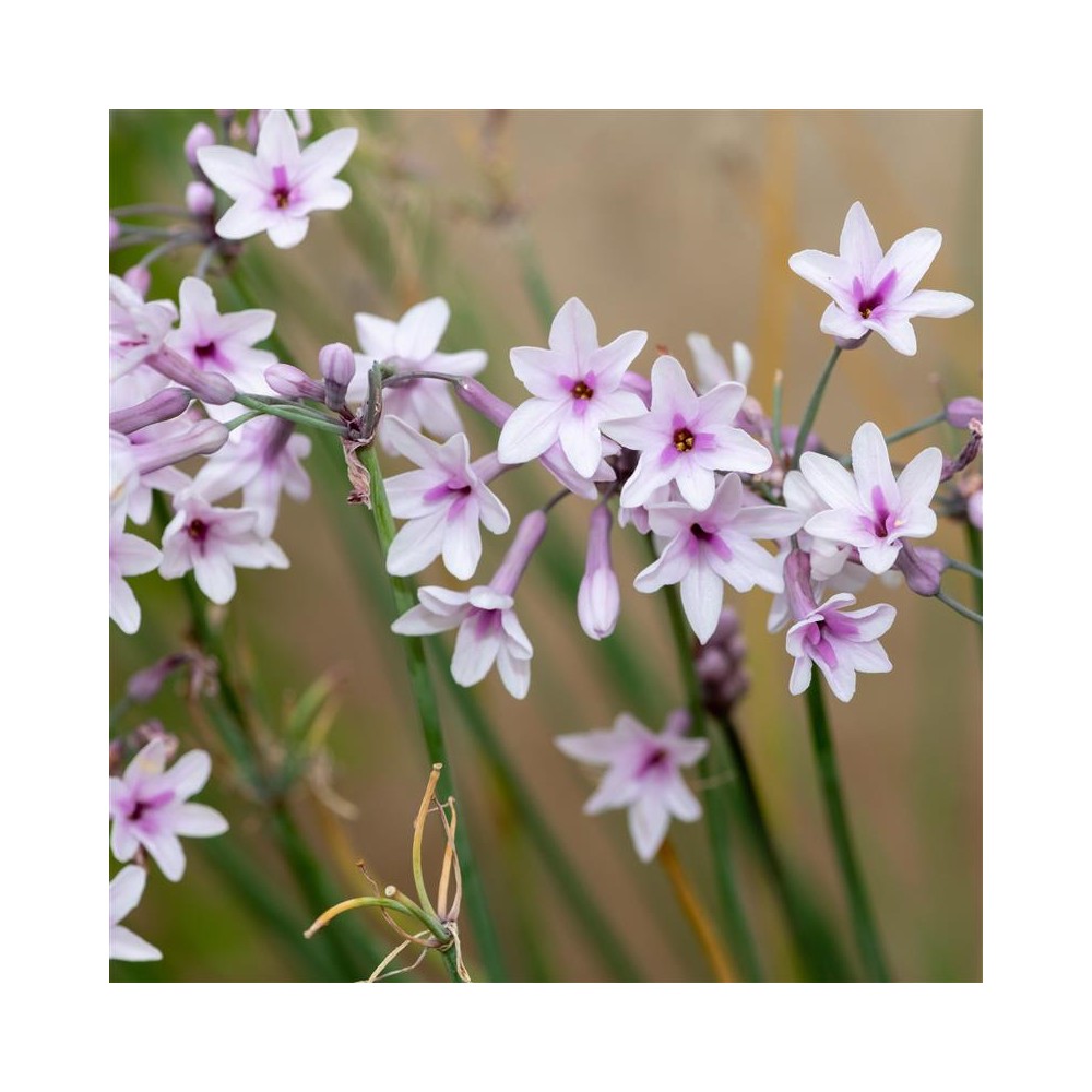 TULBAGHIA violacea Purple eye