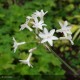 TULBAGHIA violacea Alba