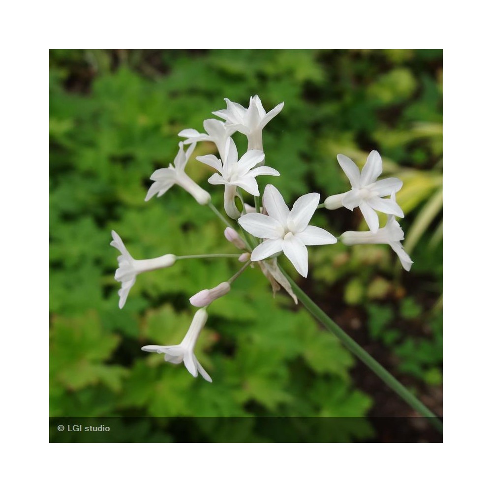 TULBAGHIA violacea Alba