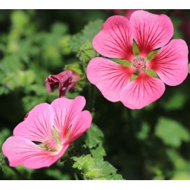 ANISODONTHEA capensis Lady in pink