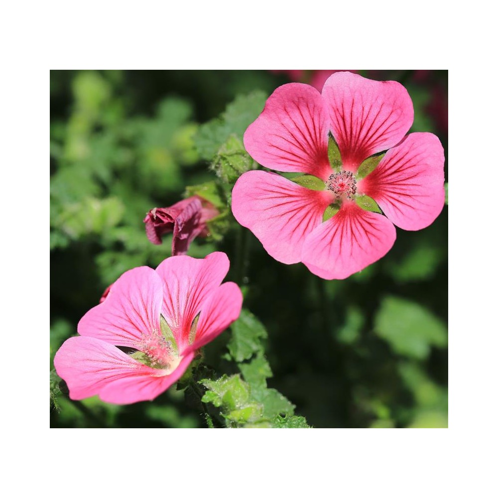 ANISODONTHEA capensis Lady in pink