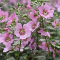 ANISODONTHEA malvastroides Cristal rose