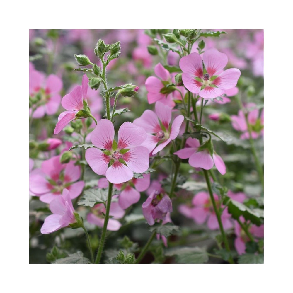 ANISODONTHEA malvastroides Cristal rose