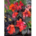 CANNA cannova Bronze orange