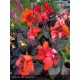 CANNA cannova Bronze orange