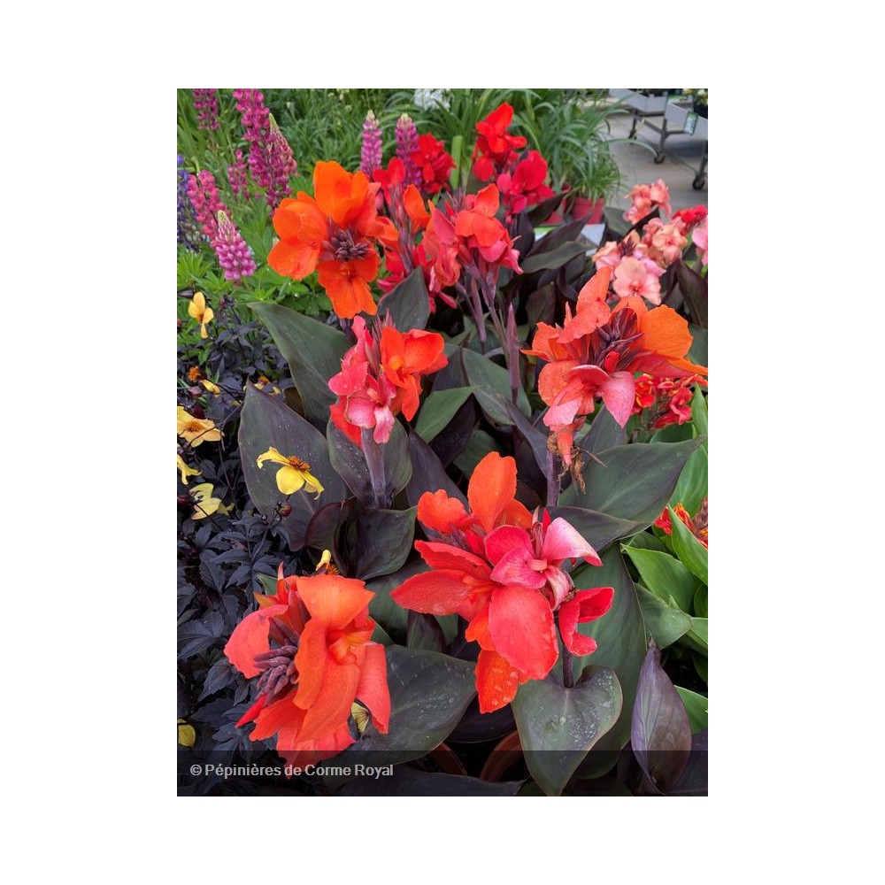 CANNA cannova Bronze orange