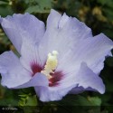 HIBISCUS syriacus Oiseau Bleu