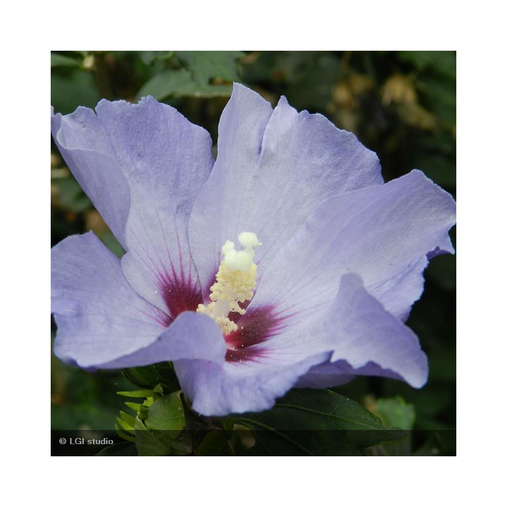 HIBISCUS syriacus Oiseau Bleu