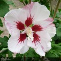 HIBISCUS syriacus Hamabo