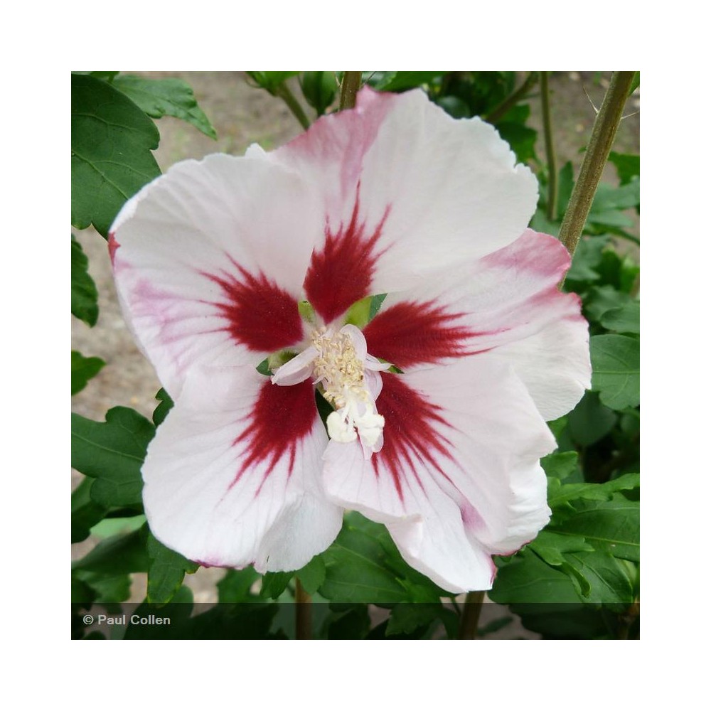 HIBISCUS syriacus Hamabo